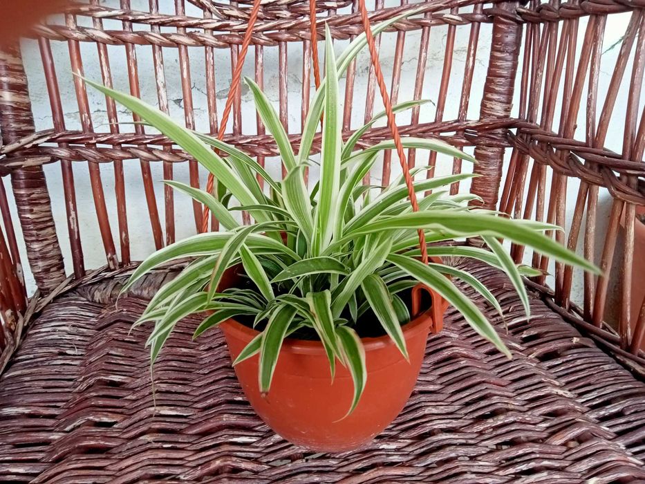 Clorofito em vaso suspenso