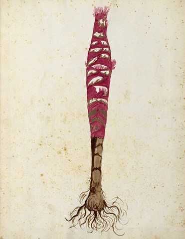 Rabarbar - Warzywa  reprint XVIII w. grafik