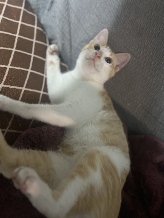 Furico - gatinho filhote pra adoção com urgência