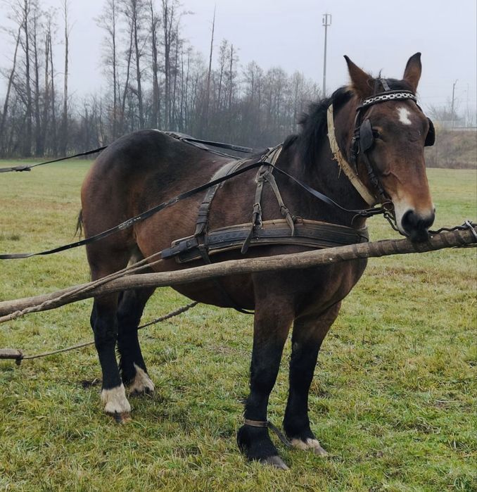 Klacz Zimnokrwista trzyletnia Koń Alicja Zaźrebiona