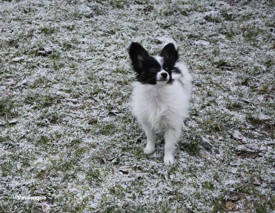 Papillon, suczka ZKwP