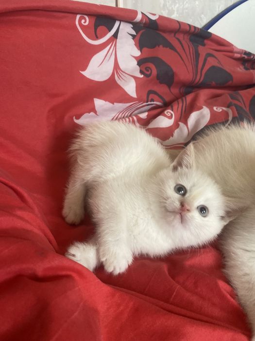 Радость в дом к деткам