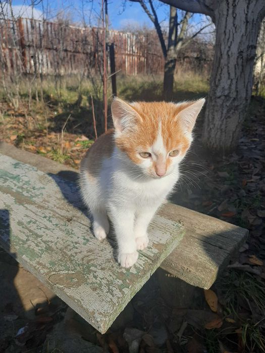 Котенок девочка, 2,5 месяца, замерзает на пустых дачах