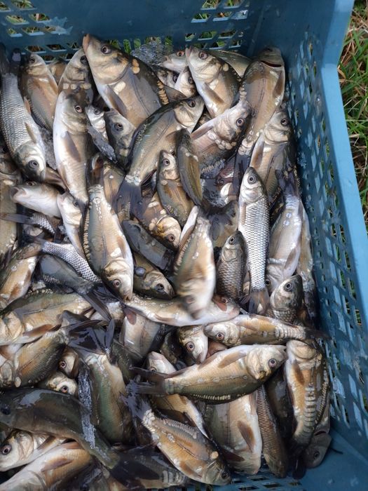 Narybek karpia, karp,