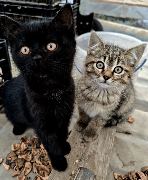 Шотландські кошенята