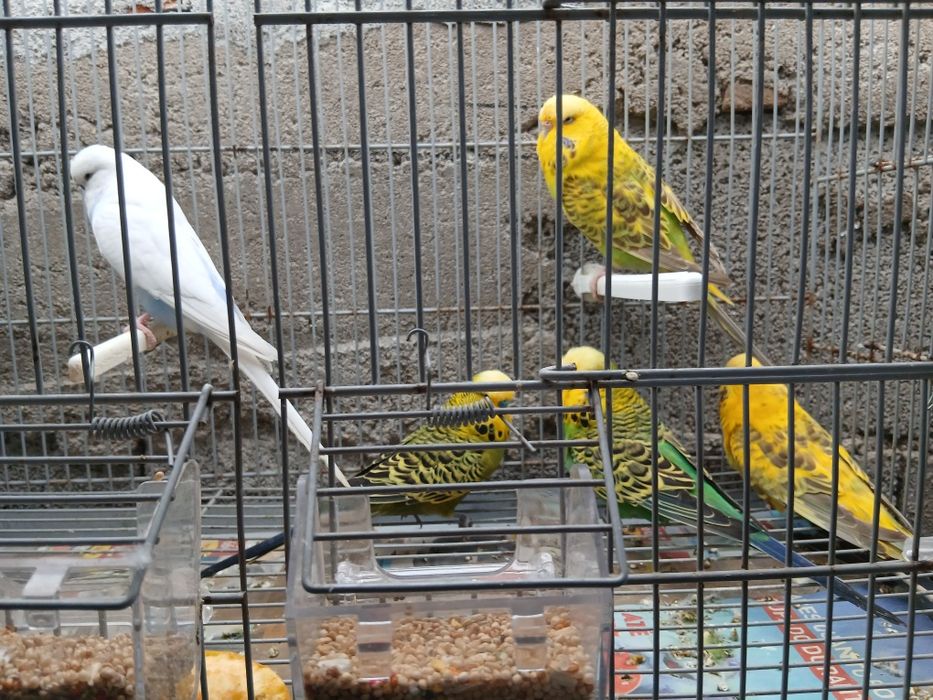 Periquitos  lngleses