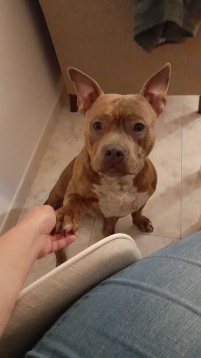 Cão com 2 anos para adopção responsável. Obrigada