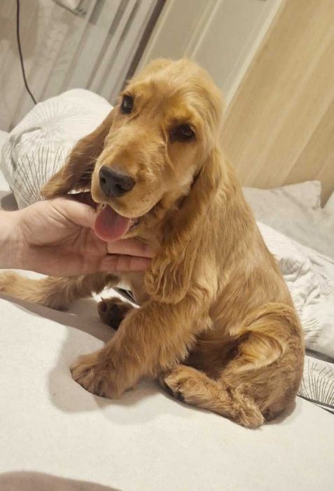 Cocker spaniel angielski