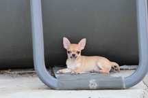 Bebe chihuahua disponivel