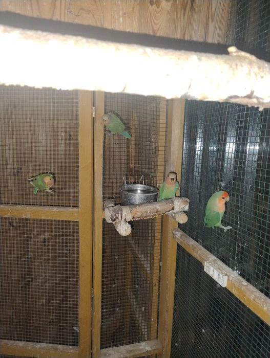 Papuga Nierozłączka czerwonoczelna 5szt