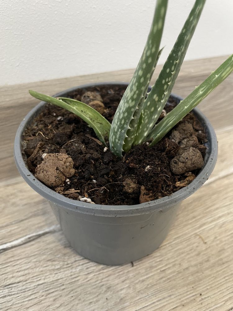 Aloes zwyczajny Aloe Vera sadzonka wysyłka