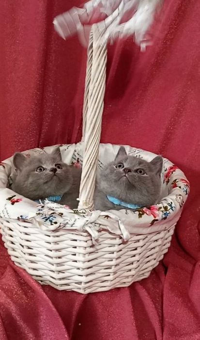 Котята : Мы котята озорные, лилаки и голубые .