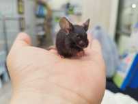 Mysz Dumbo Satine Black (samica) MASSON