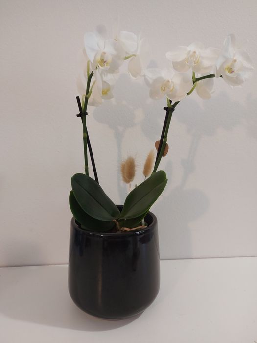 Вазон горщик для квітів /орхідей / САМП/Вулканічна глина