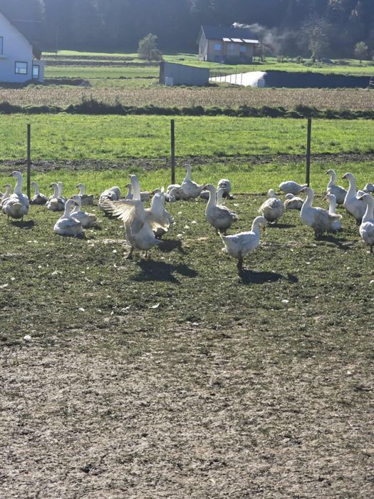 Sprzedam gęsi kołudzkie i kaczki mulardy