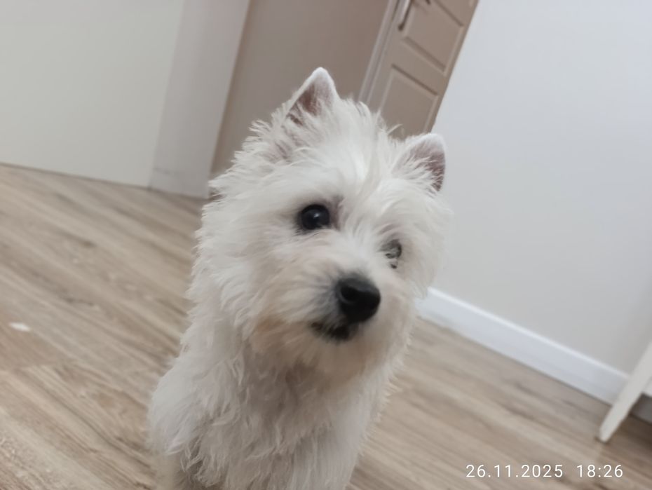 PASZPORT suczka West highland white terrier
