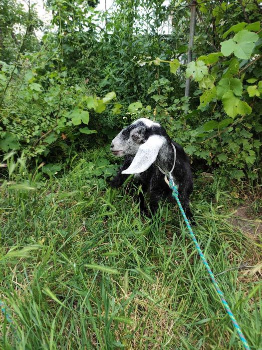 Продам англо-нубійську козочку, народжену у липні 2024 року