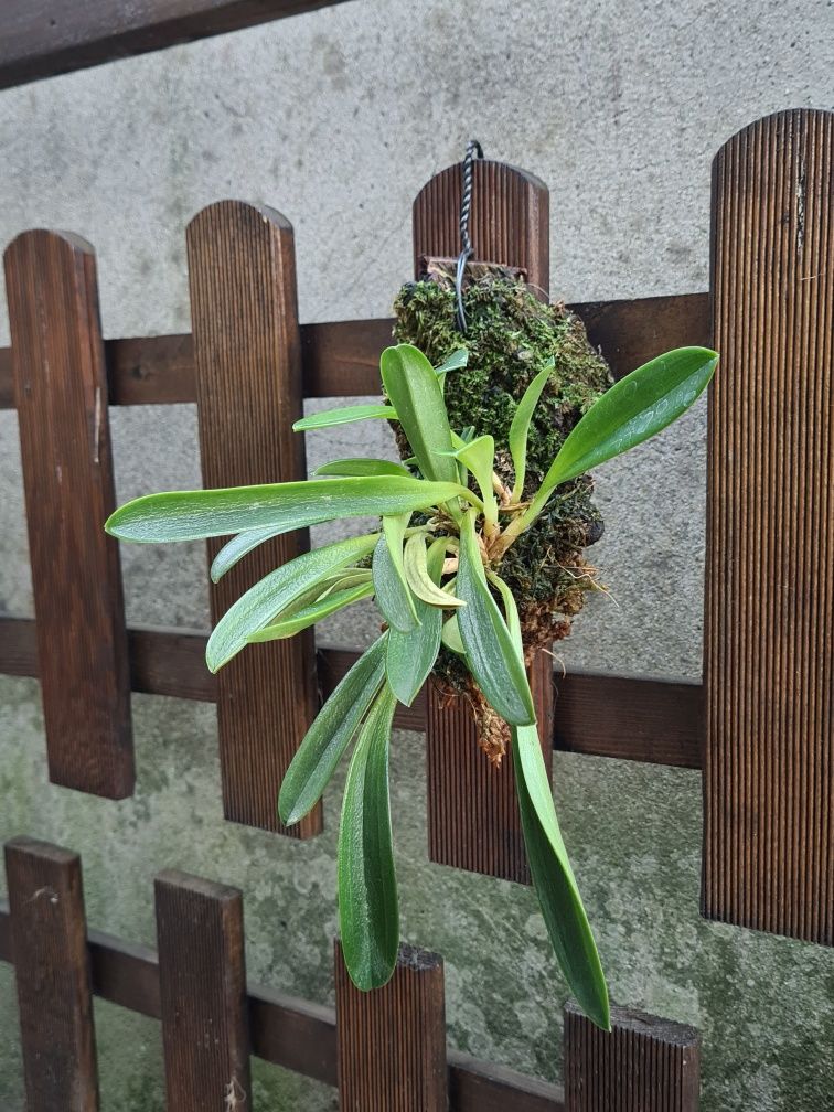 Masdevallia tovarensis - Oquídea montada