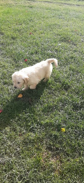 Golden Retriever szczeniak