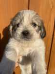 Shih tzu szczeniaczek suczka