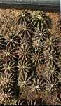 Пропоную  кактуси  gymnocalycium