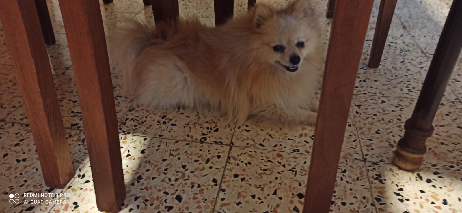 Spitz anão macho pronto para novo lar