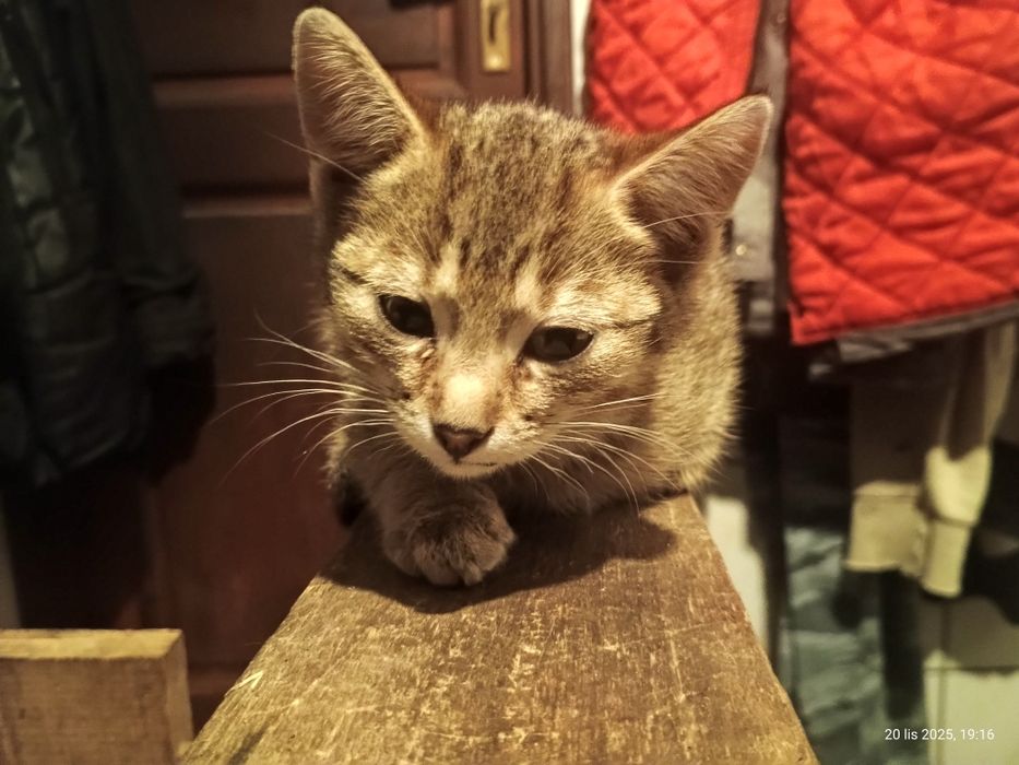 Trzy kicie szukają domu