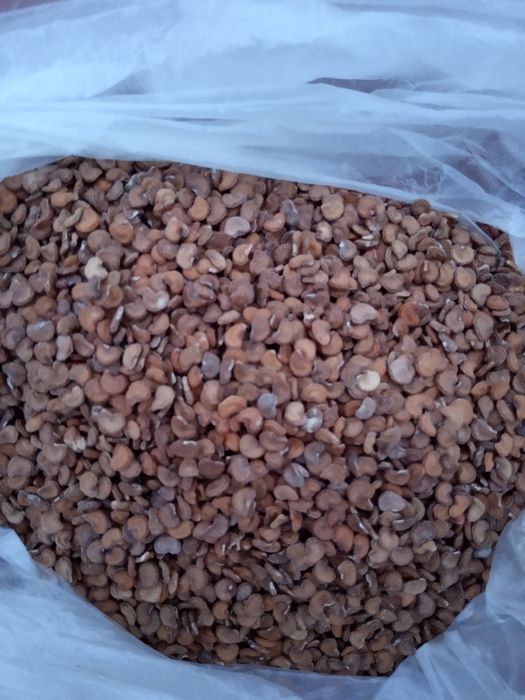 Продам семена датуры
