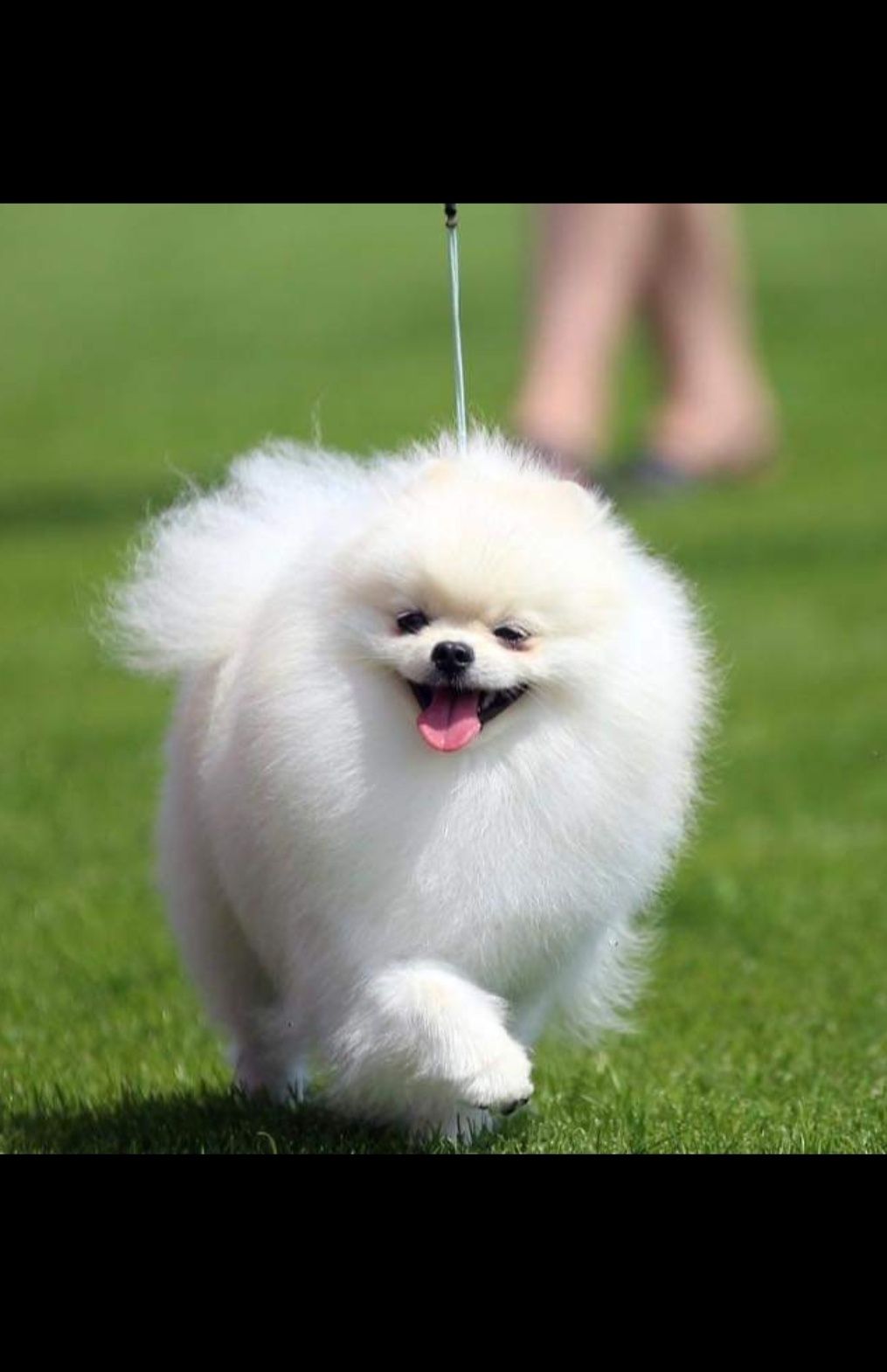 Szpic miniaturowy POMERANIAN FCI