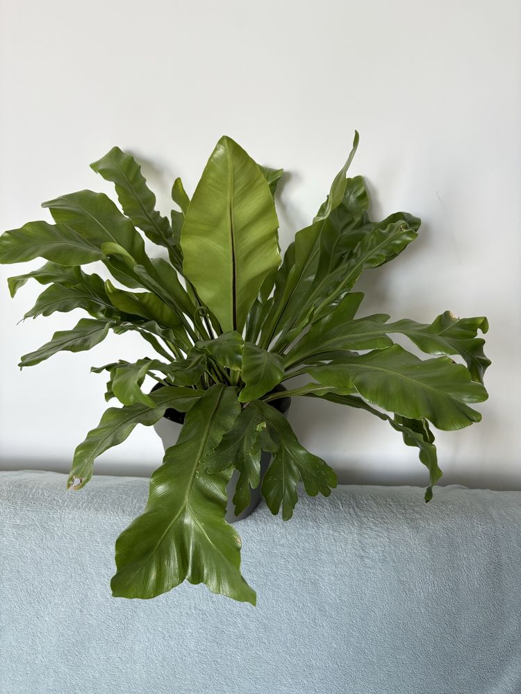 Paproć Asplenium nidus 'Crispy Wave'