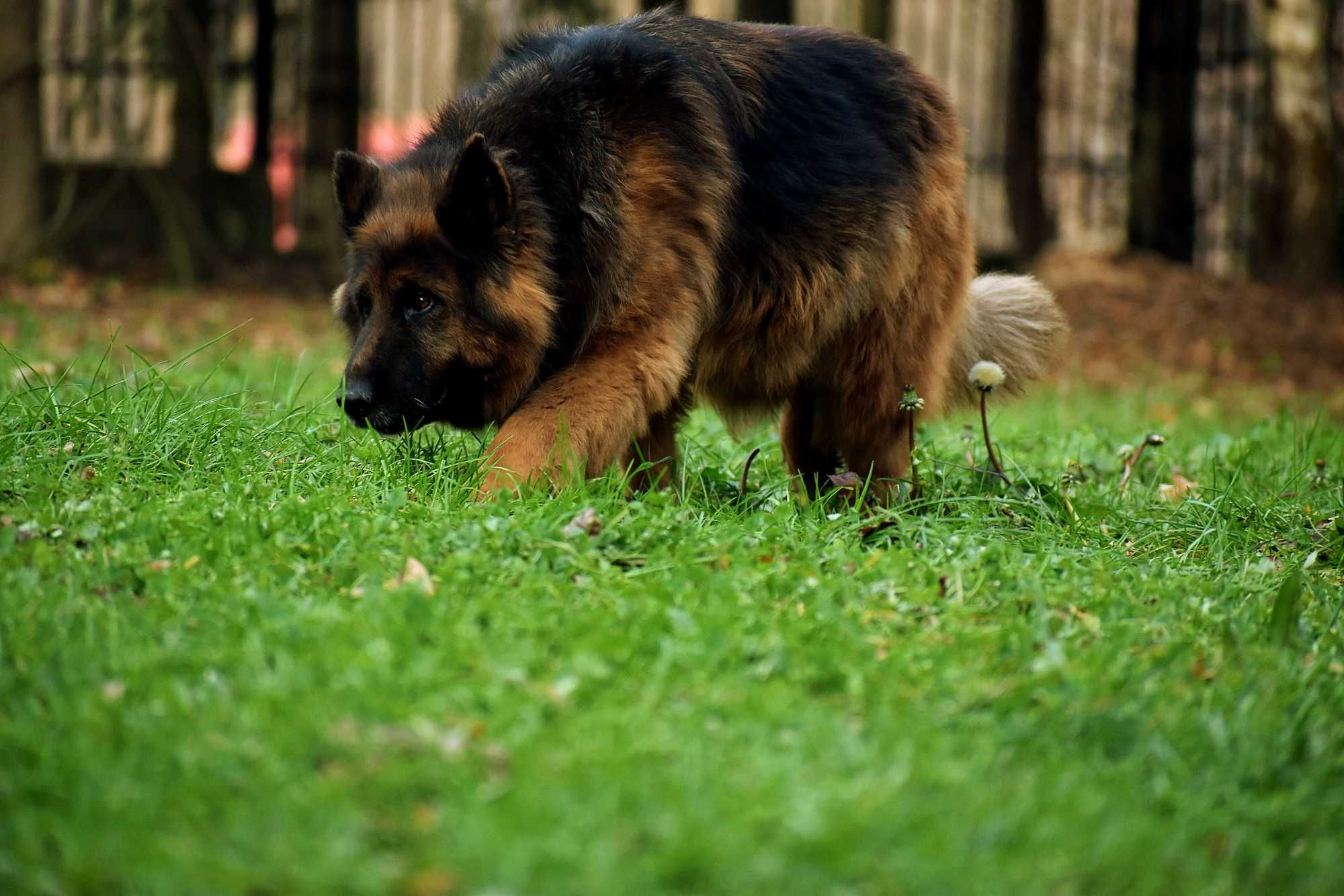 Cudowna Maja szuka domu