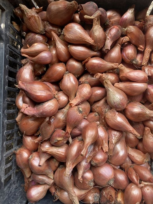 Шалот, кущівка цибуля на перо