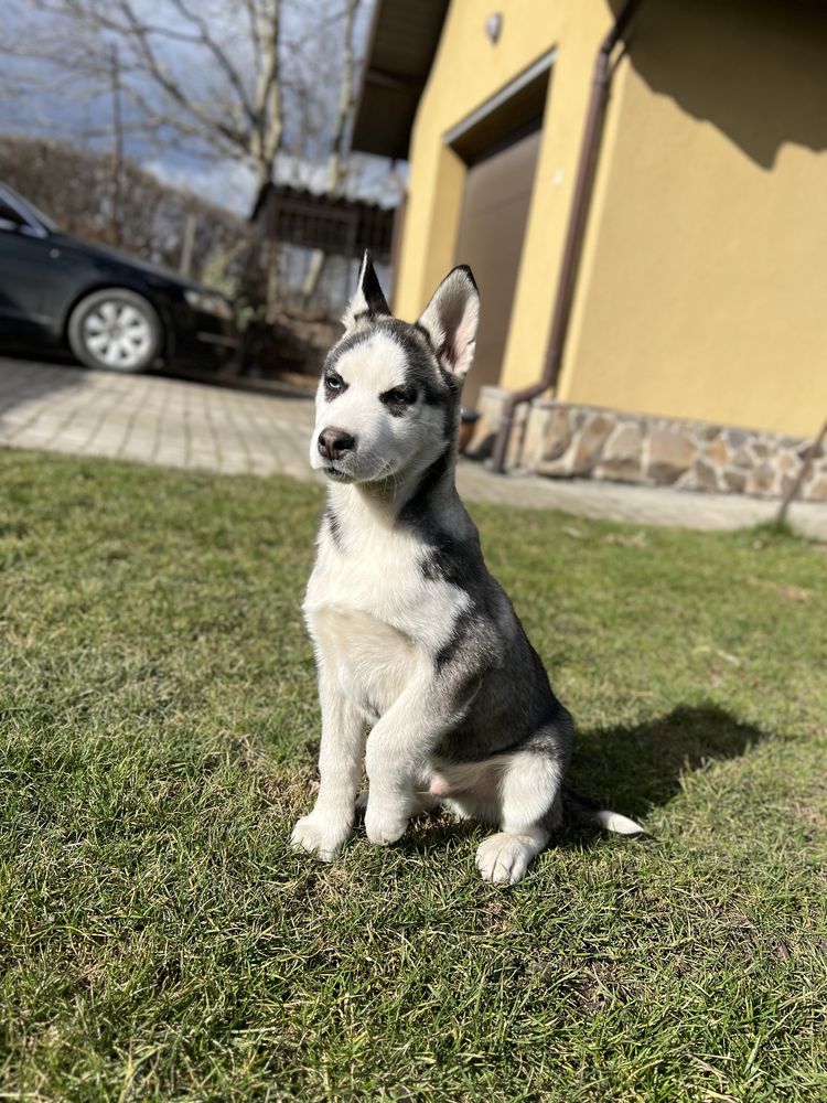 Цуценя хаскі, 4 місяці