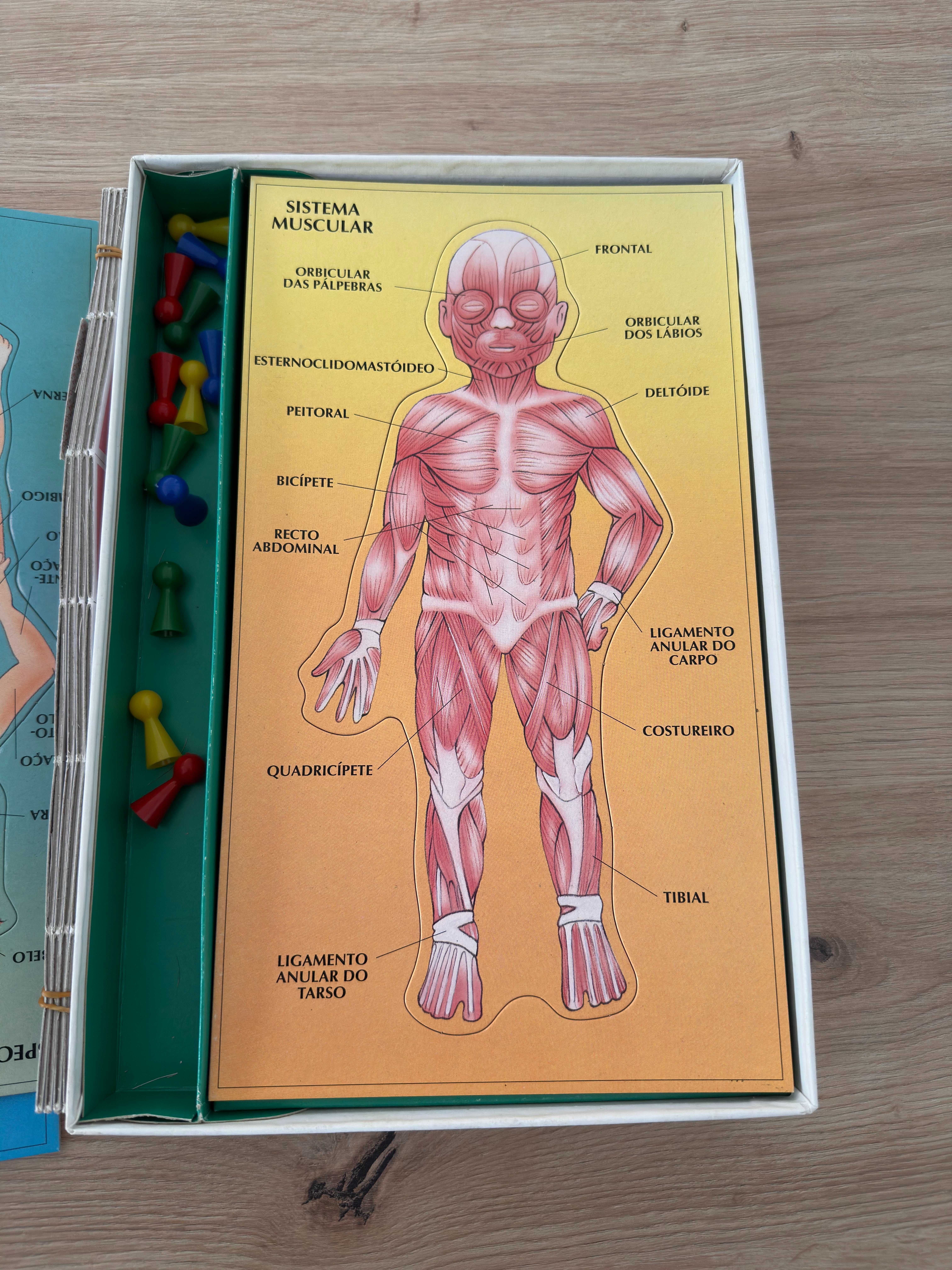 Majora - Jogo Anatomia