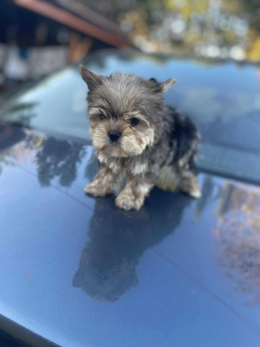 Yorkshire terrier chłopak Szafir biewer