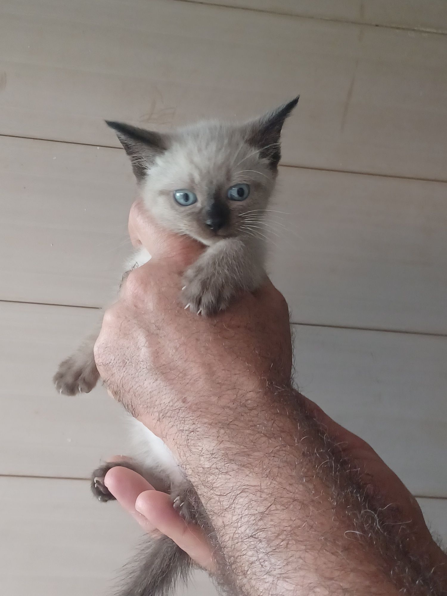 Mouse- gatinho bebe preta para adoção responsável