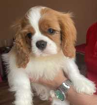 Cavalier King Charles Spaniel FCI