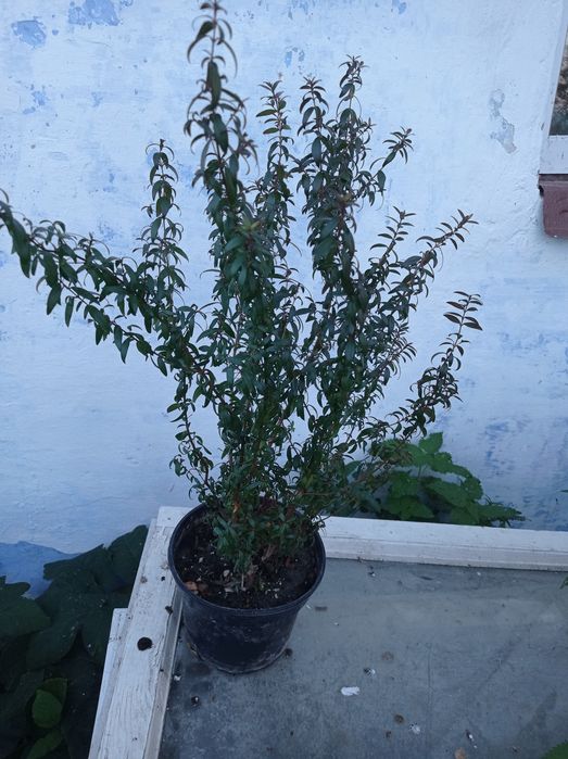 Мірти вазони дрмашні