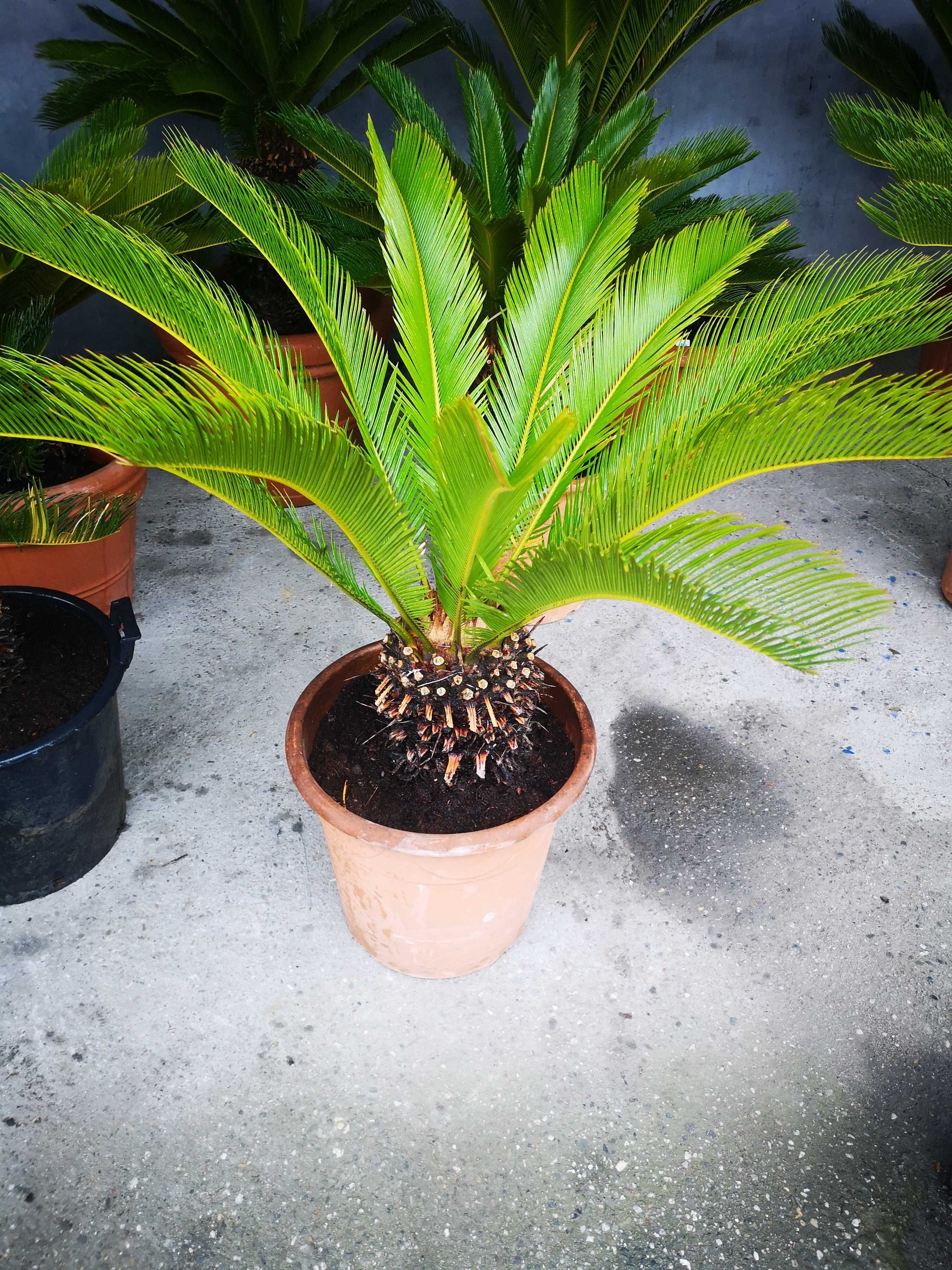 Cykas / Cycas Revoluta / Sagowiec / Pień 20-40cm