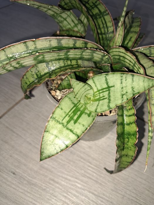 Рідкісні сансевієрії арбойо срібний і Bonsel Angel