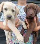 Labrador różne kolory