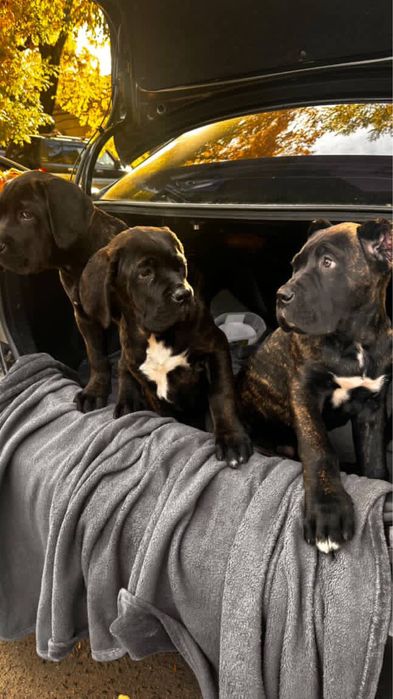 Кане-Корсо  щенки цуценята