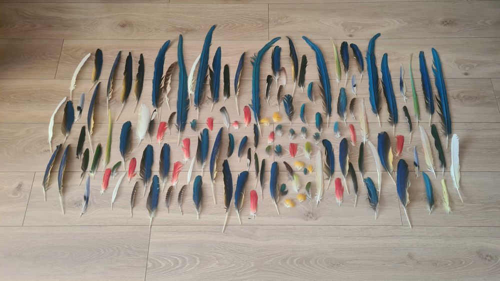 Kolorowe pióra papug, ptaków - duży zestaw