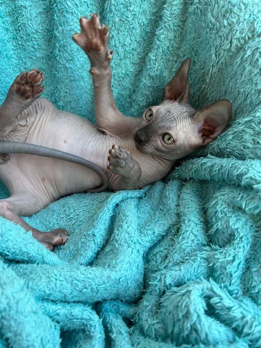 Харлі та Хілтон Дорослі хлопчики породи Канадський сфінкс