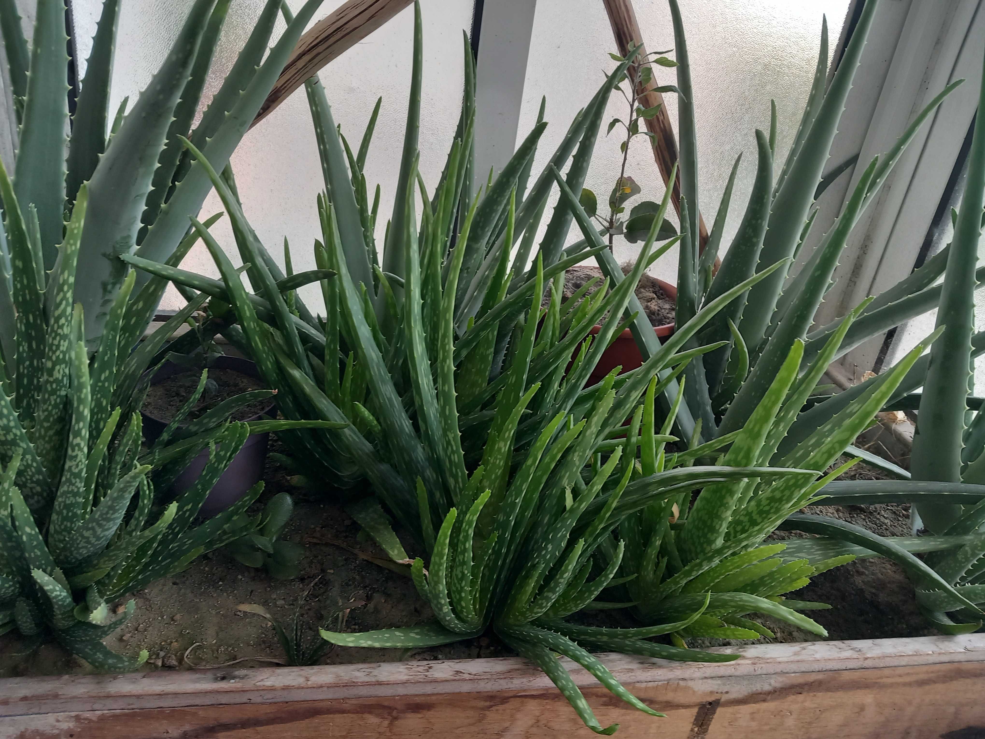 Catos e Aloevera