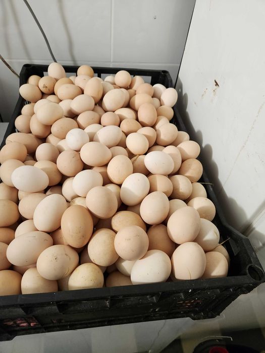Nioski Kury z Jajkiem Leghorn Dominant Messa prosto od HODOWCY !