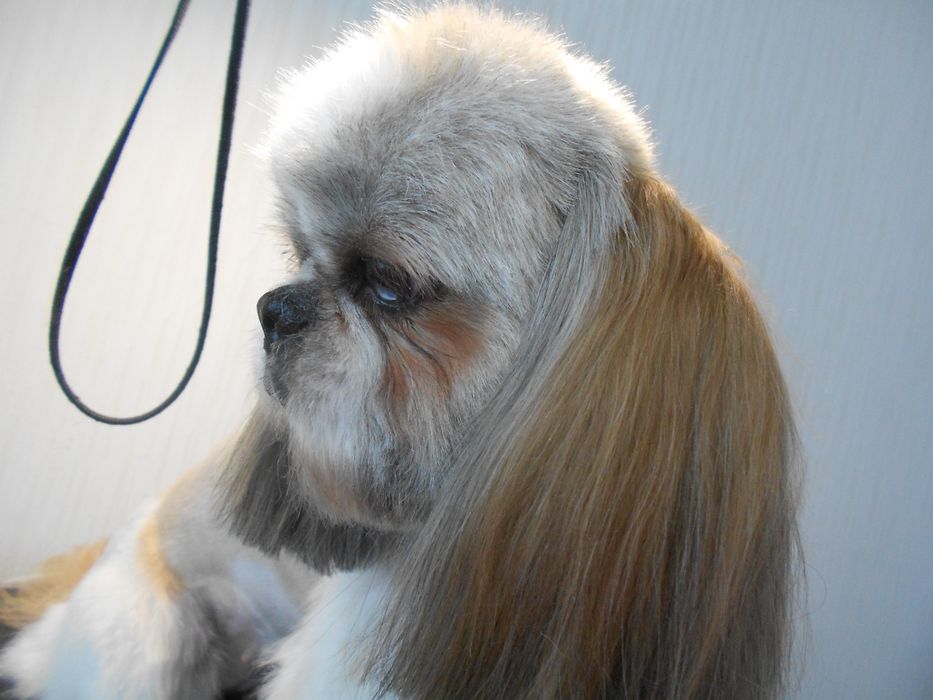 Стрижка собак и кошек