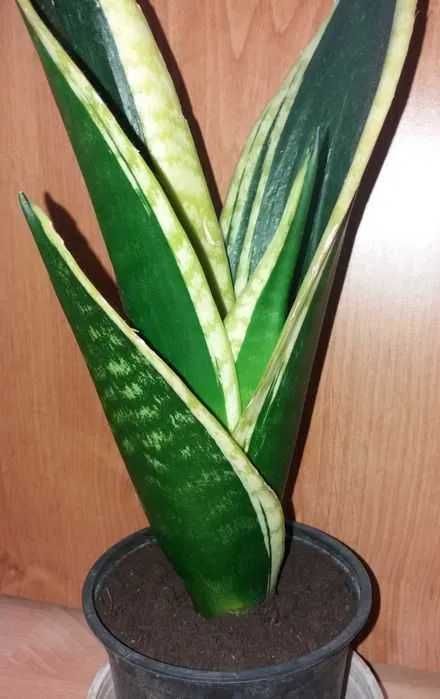 sanseweria sansevieria sanseveria wężownica