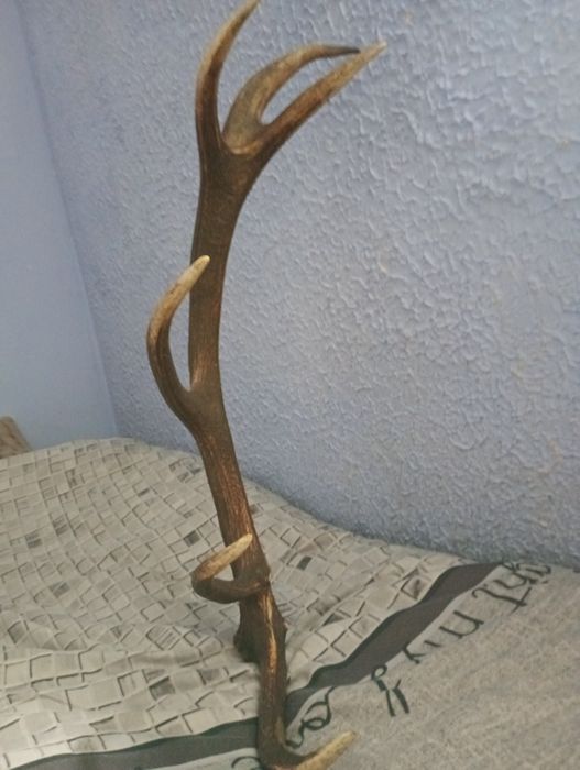 Poroże jelenia 82cm 12stak Para