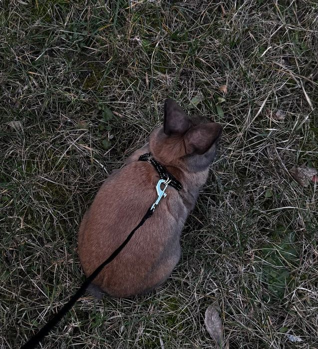 Кролик в добрі руки